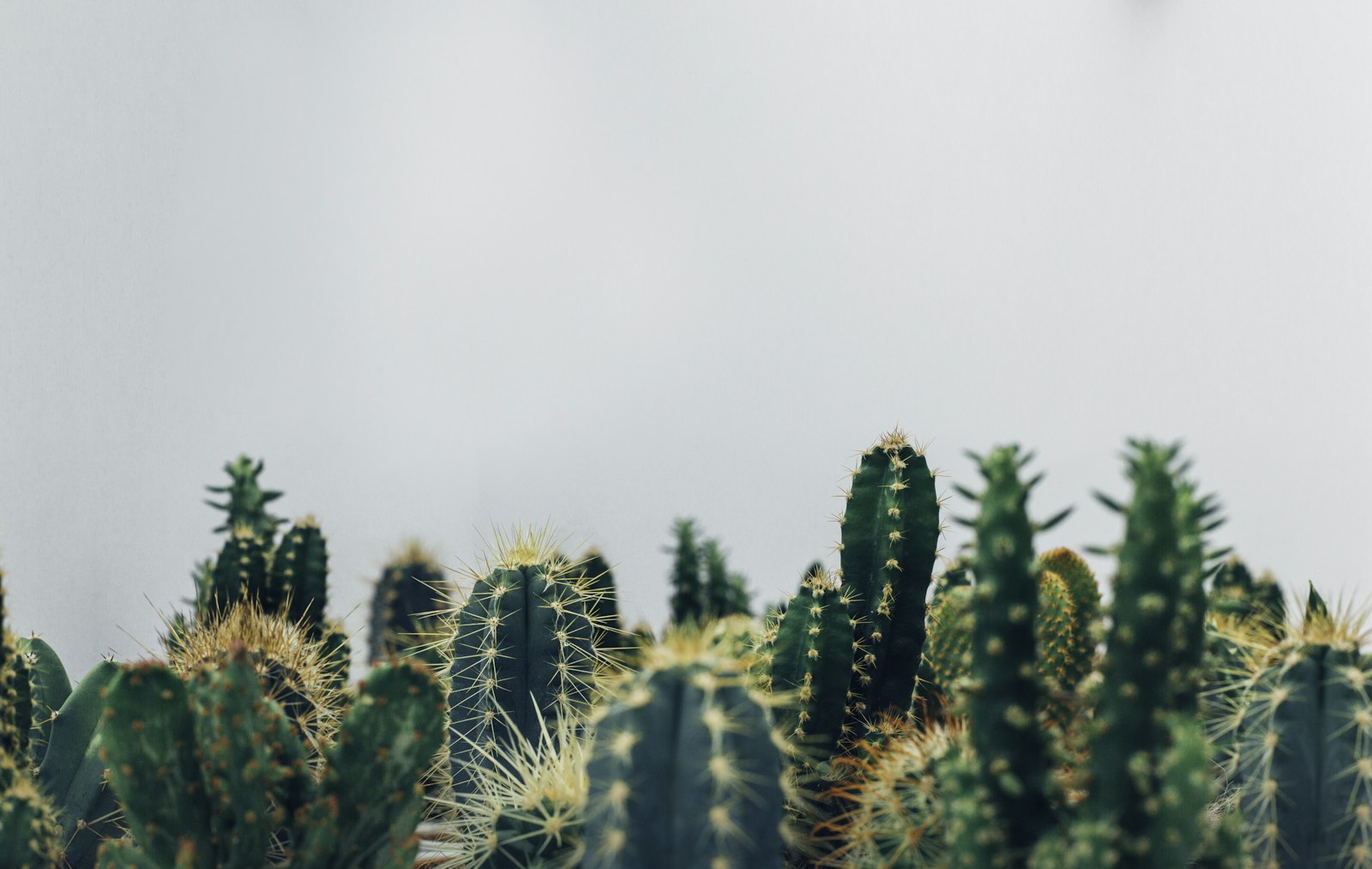 Cactus colonne