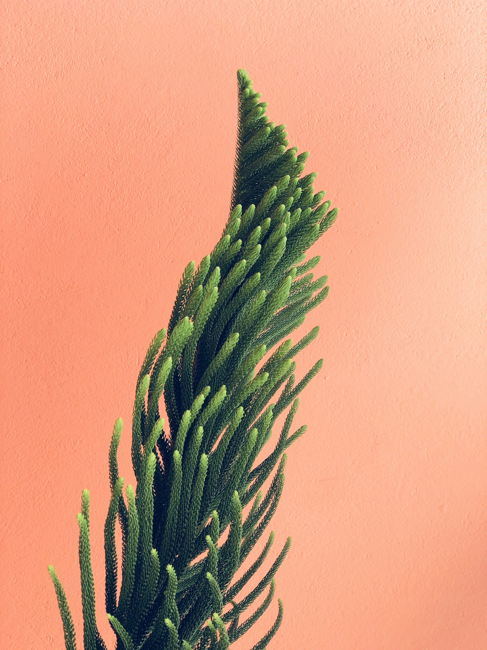 Cactus vif sur mur corail