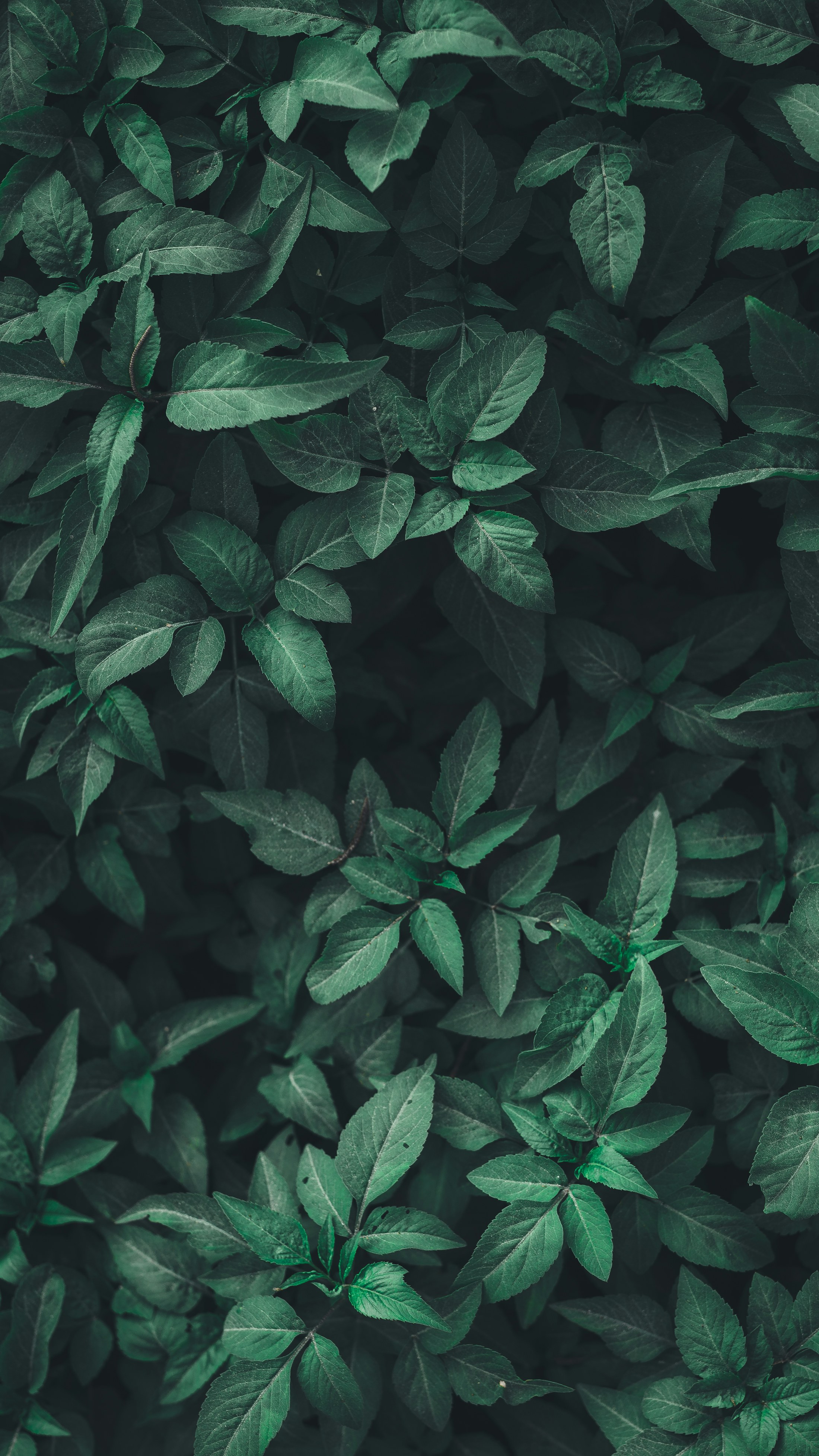 Feuillage tropical vert profond, texture