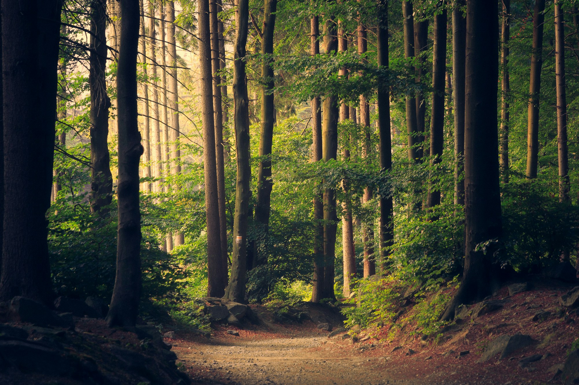 Forêt brumeuse tropicale