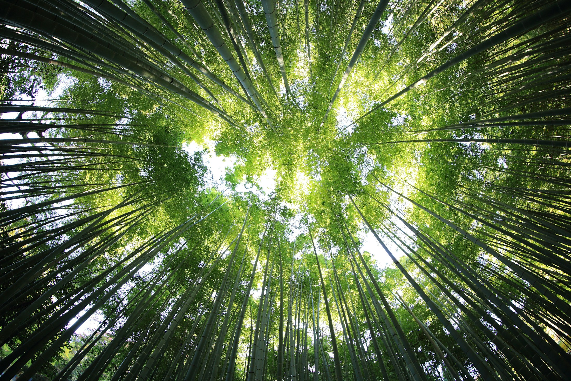 Canopée de bambous dans la serre Exotic & Green
