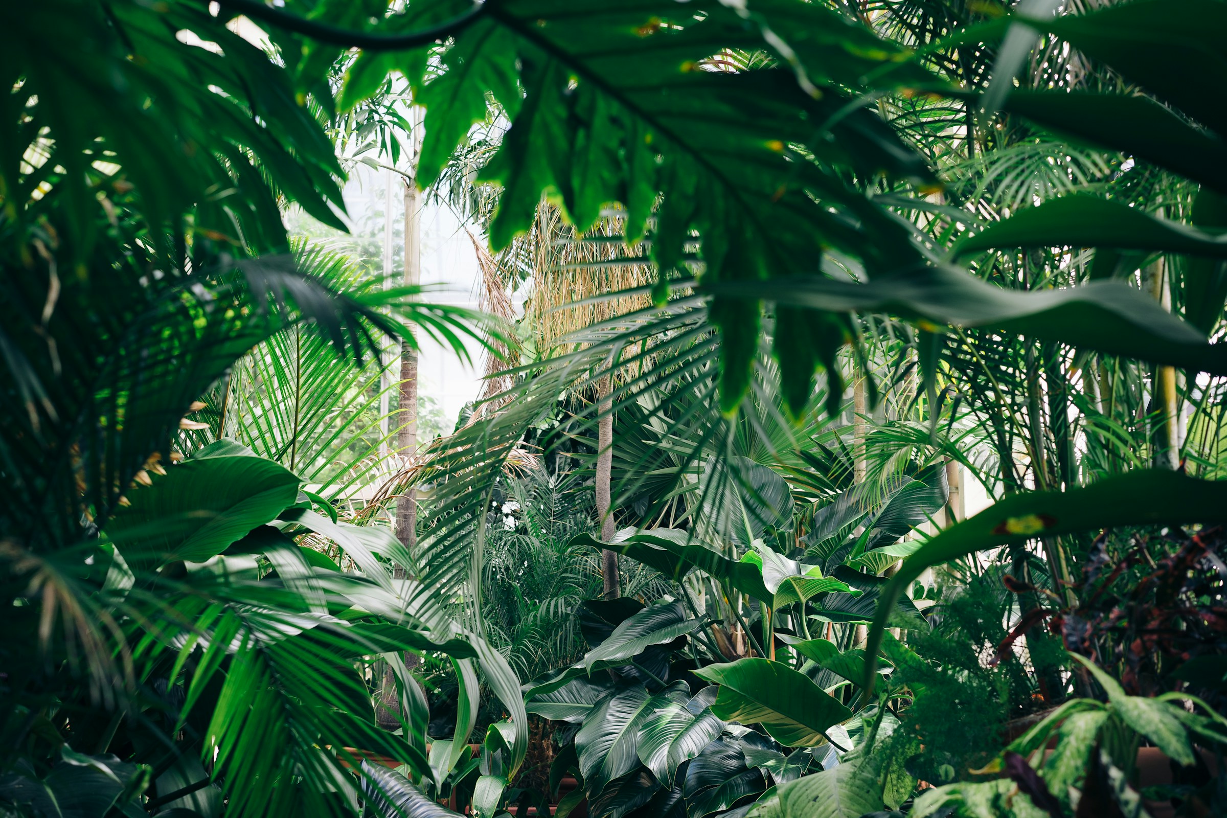 Serre tropicale luxuriante d'Exotic & Green en Moselle
