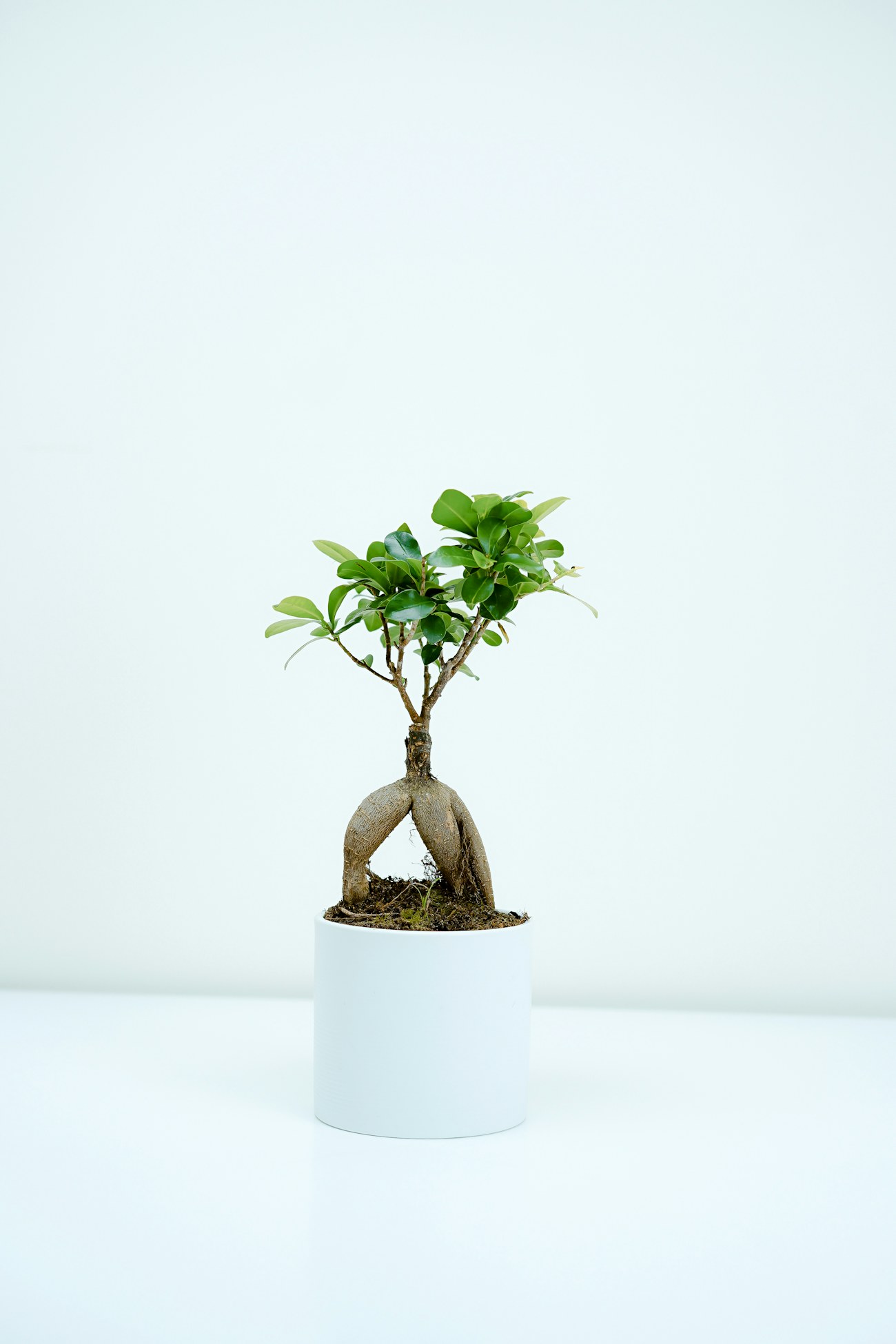 Bonsaï Ficus Ginseng