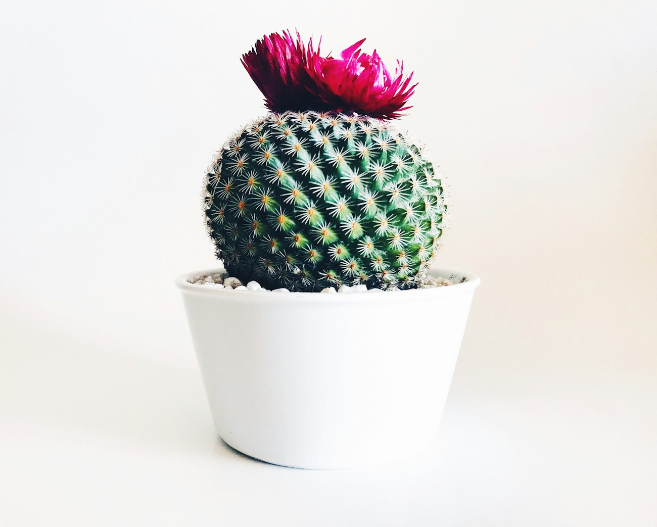 Cactus fleuri