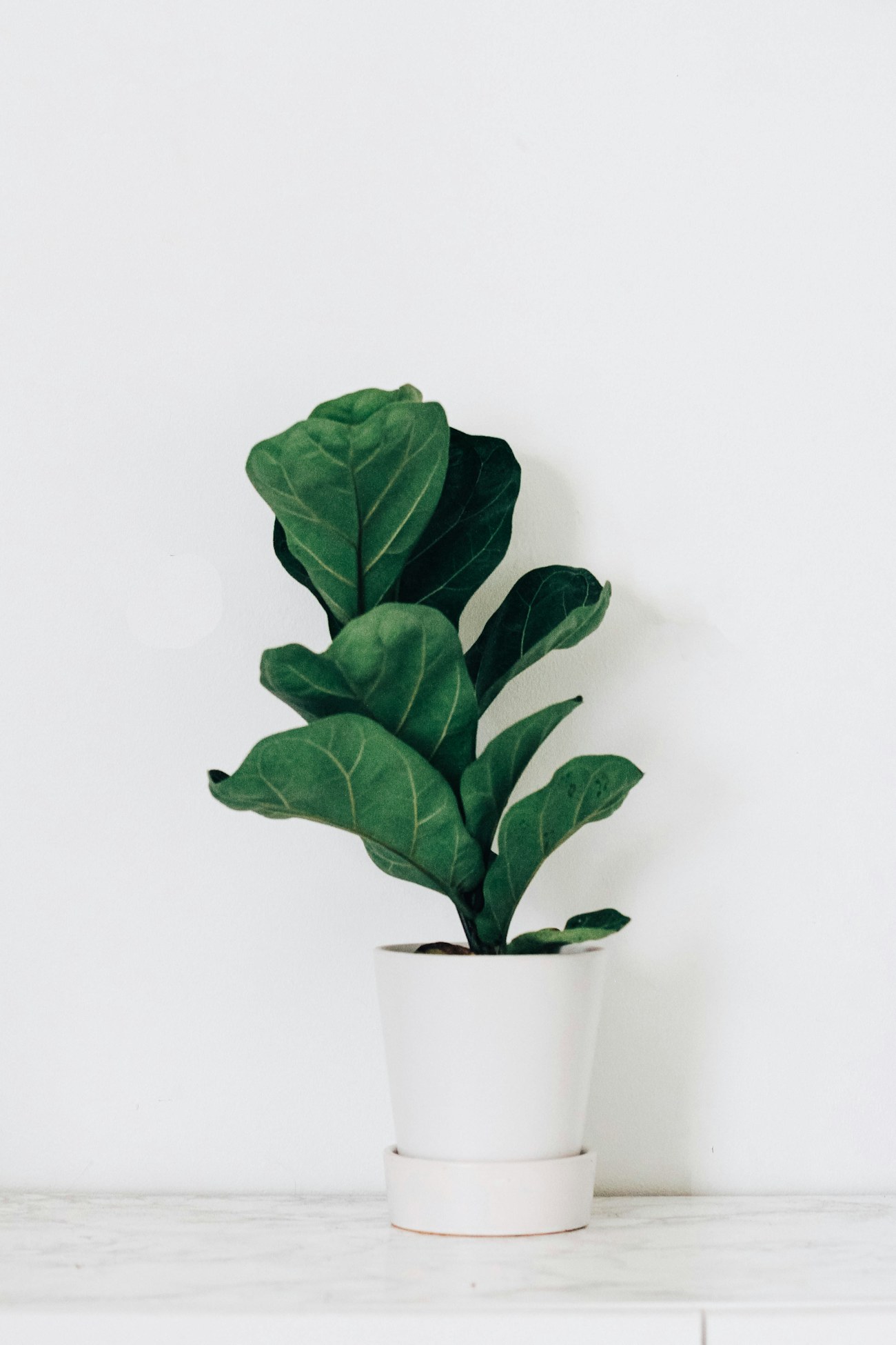 Feuille de Ficus lyrata sur fond épuré