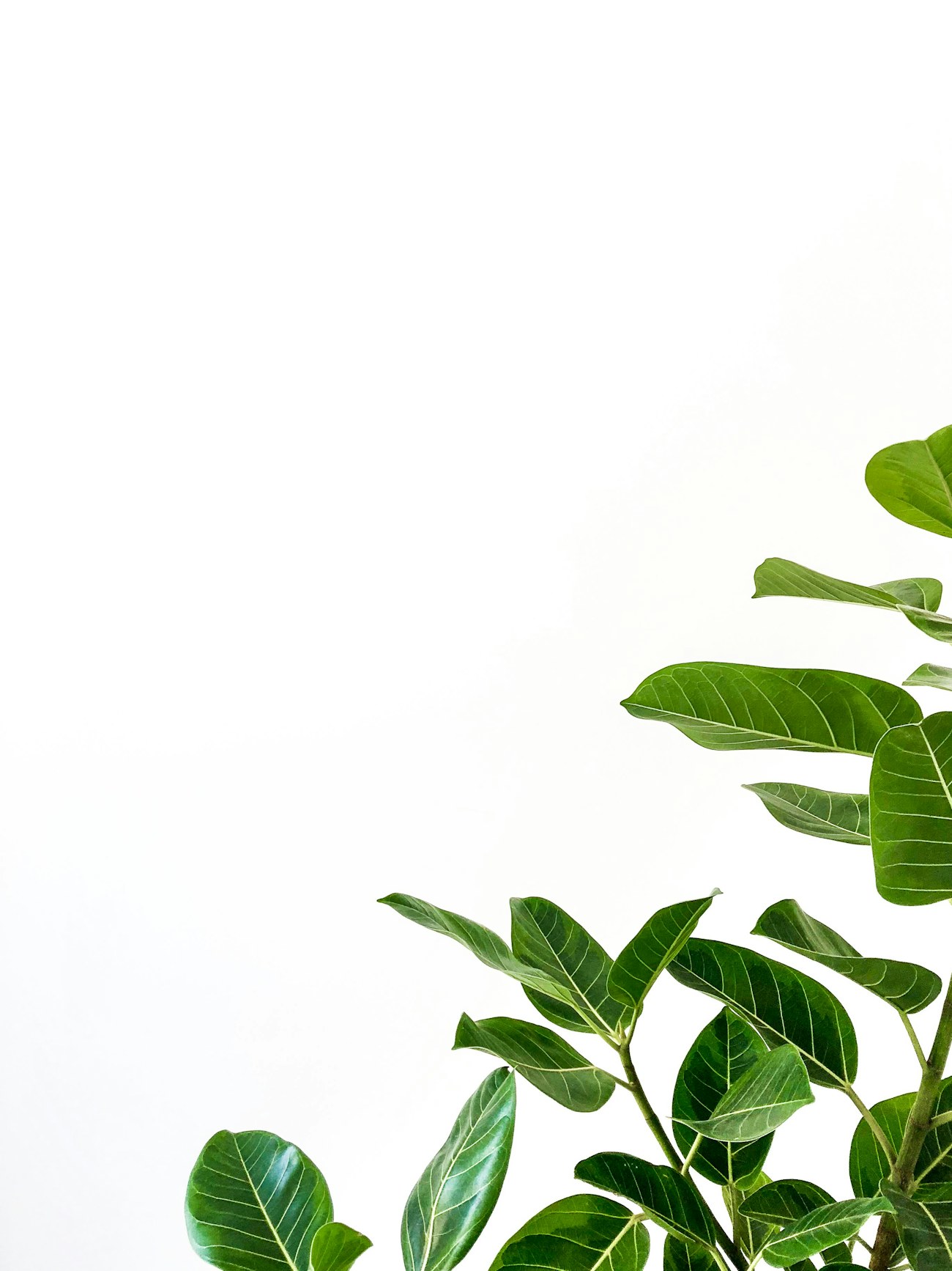 Philodendron feuille verte