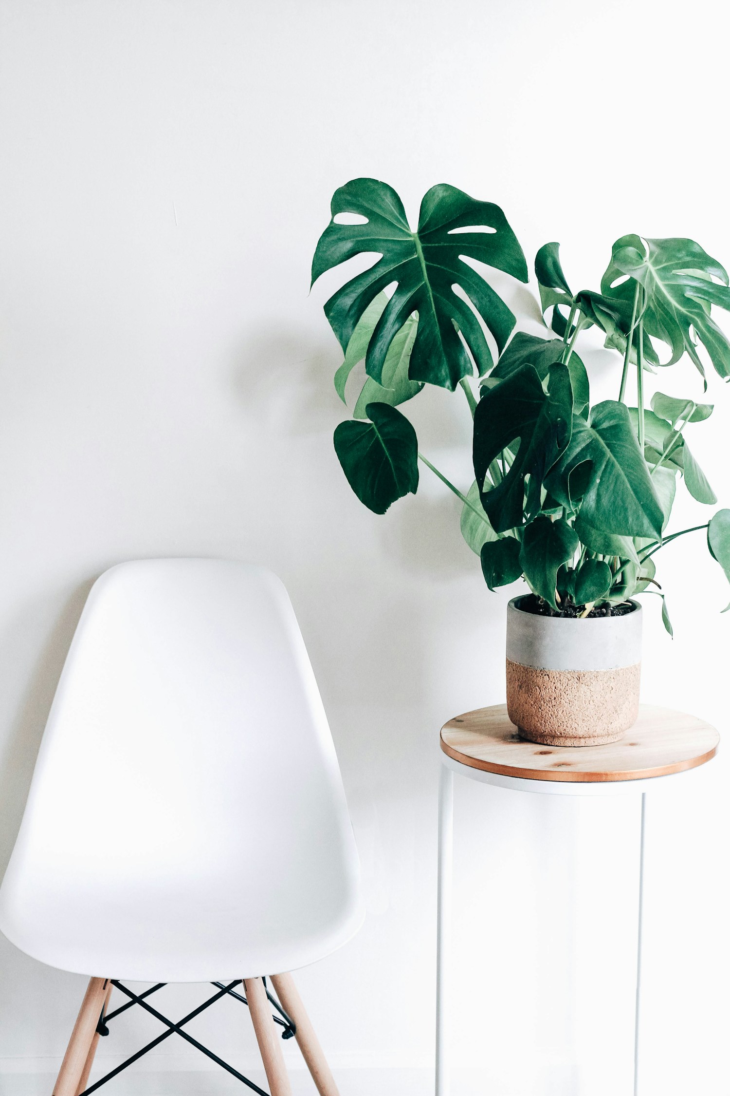 Plante en pot en situation lifestyle