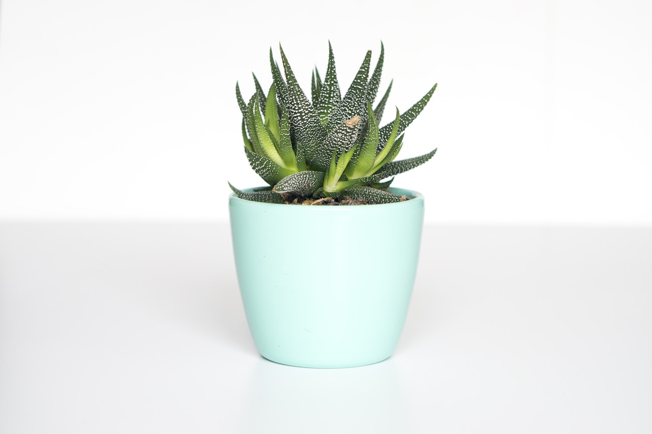 Succulente en pot menthe