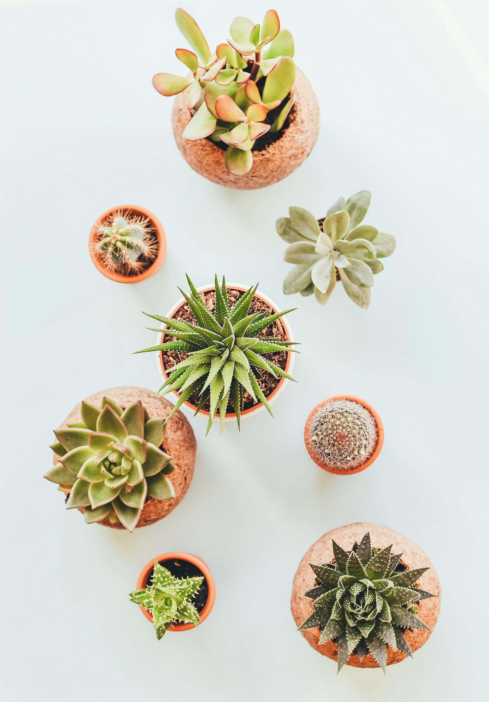 Succulentes vues de dessus